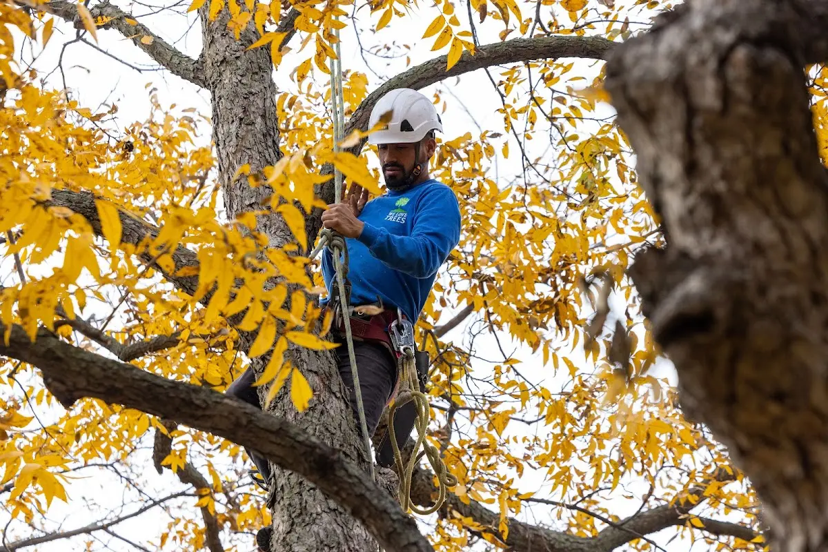 Skilled Tree Trimming crew working in Cedar